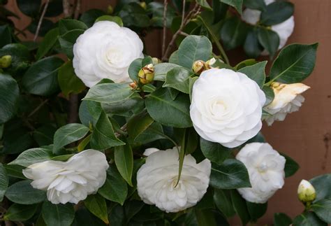 gardénia white camellia